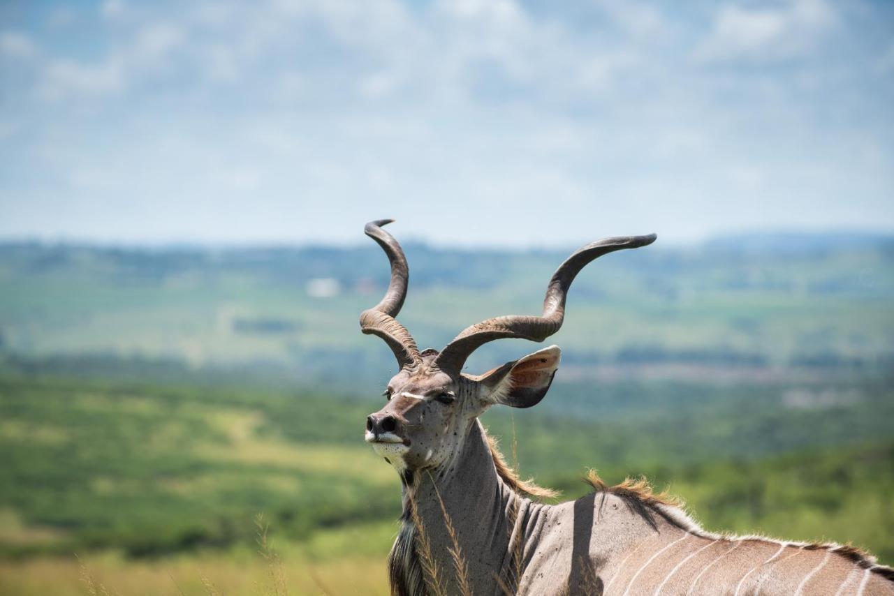 Tala Collection Game Reserve Silverton Zewnętrze zdjęcie
