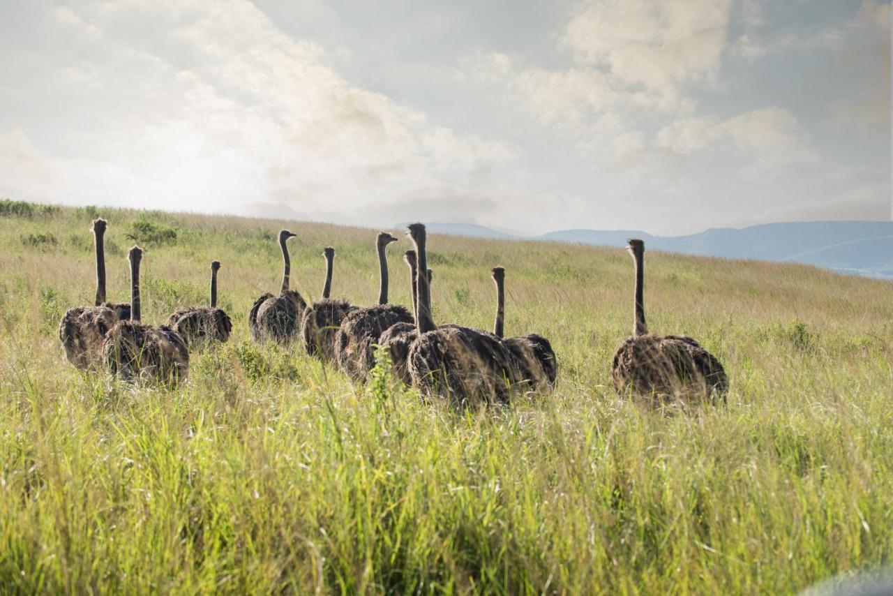 Tala Collection Game Reserve Silverton Zewnętrze zdjęcie